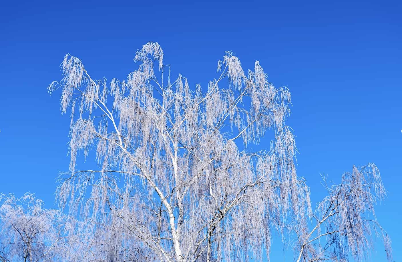 Saule blanc givré sur un ciel bleu en hiver